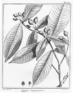  Quiina guianensis