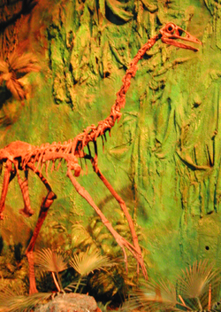  Ornithomimus edmontonicus, Royal Ontario Museum