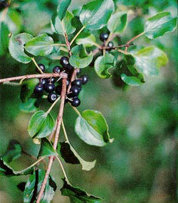  Rhamnus cathartica, feuilles et fruits