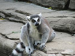  Lémur catta (Lemur catta)