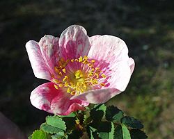  Rosa pimpinellifolia
