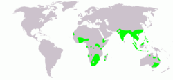 Rostratula benghalensis map.png