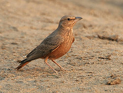  Ammomane à queue rouge (Ammomanes phoenicurus)