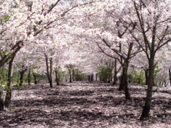 Allée de cerisiers au Japon