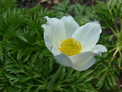  Pulsatilla alpina subsp. alpina