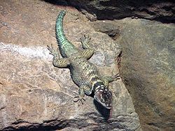 Sceloporus serrifer cyanogenys