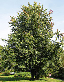  Acer saccharinum