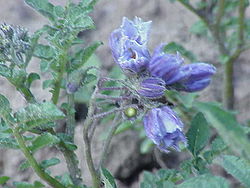  Solanum chacoense