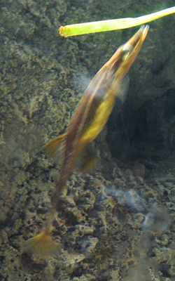  Épinoche de mer (Spinachia spinachia)à l'Aquarium Cinéaqua