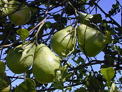  Fruit de Citrus maxima