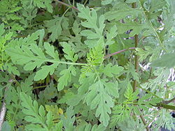  Ambrosia artemisiifolia