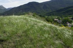  Stipa pennata