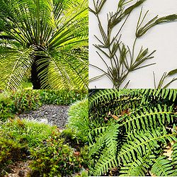alt= De gauche à droite et de haut en bas : * Cycas circinalis  * Chara globularis * Briophyte (mousse) indéterminée * Polypodium virginianum