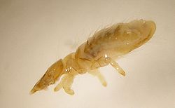  Strigiphilus sp. (Philopteridae)parasite de la chouette de l'Oural