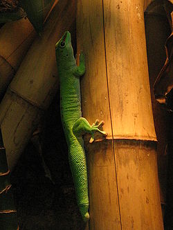  Phelsuma madagascariensis grandis