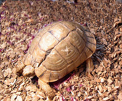  Testudo werneri ou Tortue du Negev