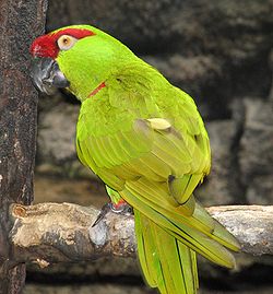  Conure à gros bec (Rhynchopsitta pachyrhyncha)