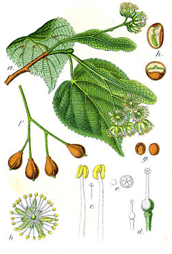  Tilleul à petites feuilles (Tilia cordata)