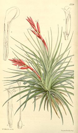 Tillandsia pulchellaCurtis' Bot.Mag. : tab. 5229 (1861)