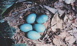  Nid & œufs de Tinamou solitaire