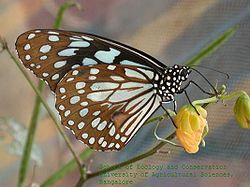  Tirumala septentrionis