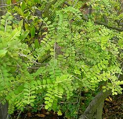  Sophora toromiro