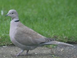  Tourterelle turque (Streptopelia decaocto)