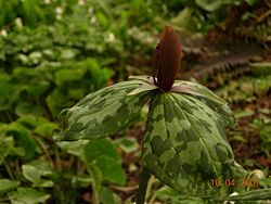  Trillium foetidissimum