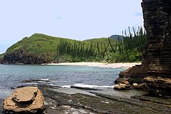  Araucaria luxurians dans labaie des Tortues, Nouvelle-Calédonie