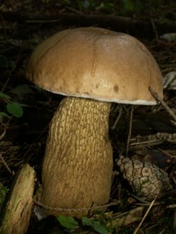  Tylopilus felleus (Bolet amer ou bolet de fiel)