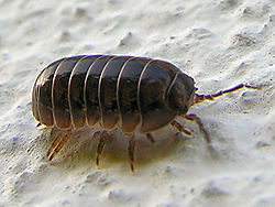  Armadillidium sp.