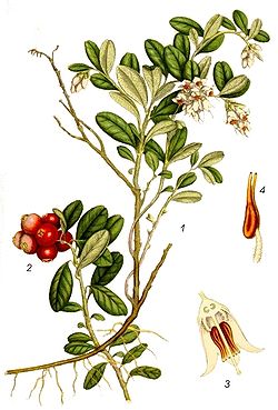  Vaccinium vitis-idaea subsp. vitis-idaea