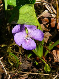 Viola mirabilis