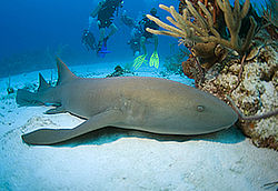 Requin dormeur(Ginglymostoma cirratum)