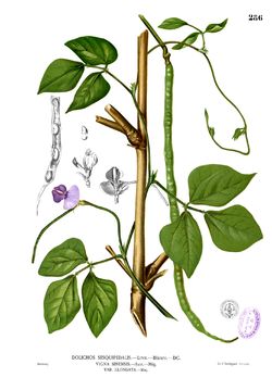  Vigna unguiculata