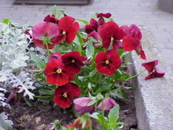  Viola tricolor (cultivar)