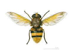 Volucella zonaria - Muséum de Toulouse