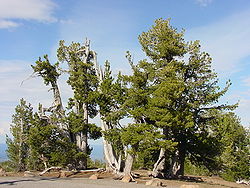  Pinus albicaulis