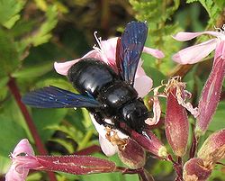  Abeille charpentière (Xylocopa violacea)