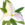 Whitetrillium-ontario.png