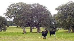 Deux taureaux sur un pré, à l'arrière plan cinq arbres et plus loin deux autres taureaux (un au centre et un à droite)