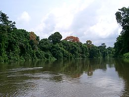 La Lobé vue d'une pirogue remontant le fleuve vers les territoires pygmées.