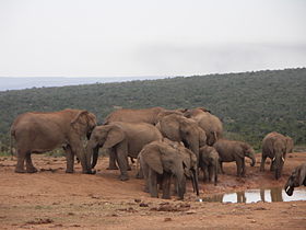 Image illustrative de l'article Parc national des Éléphants d'Addo