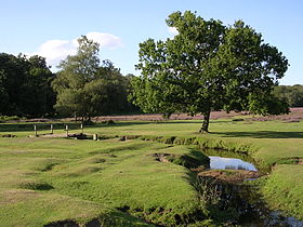 Image illustrative de l'article Parc national New Forest