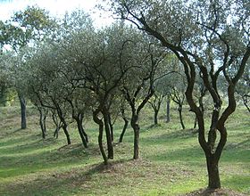 Image illustrative de l'article Huile d'olive de Provence AOC