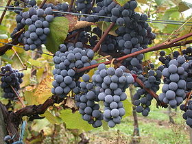 Grappes de gamay à bonne maturité.