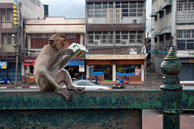 Macaque crabier à Lopburi