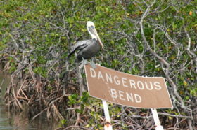 Nonbreeding Adult Brown Pelican at a Dangerous Bend amid a Mangrove Forest.jpg