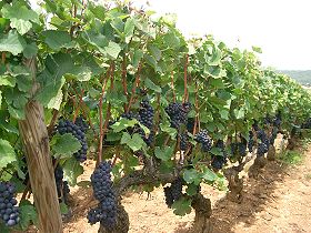 Cépage Pinot noir en Bourgogne