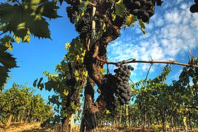 Grappe de sangiovese dans le vignoble de Chianti.